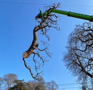 KINGS TREE