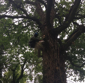 KINGS TREE