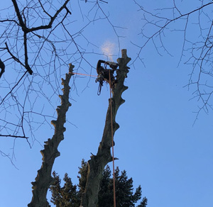 KINGS TREE