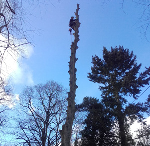 KINGS TREE