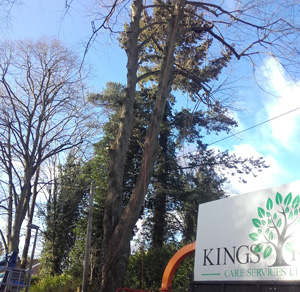 KINGS TREE