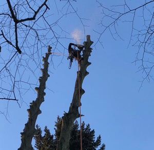 KINGS TREE
