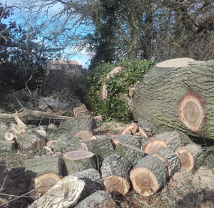 KINGS TREE