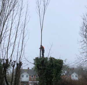 KINGS TREE
