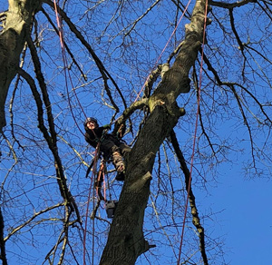 KINGS TREE
