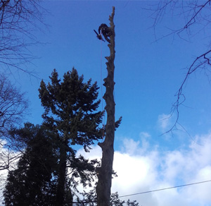 KINGS TREE