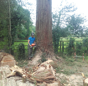 KINGS TREE