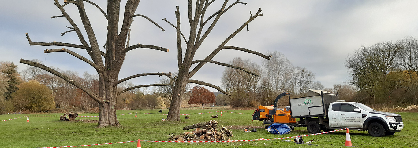 Tree surgeons Reading