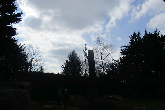 Tree surgeons Wokingham 2