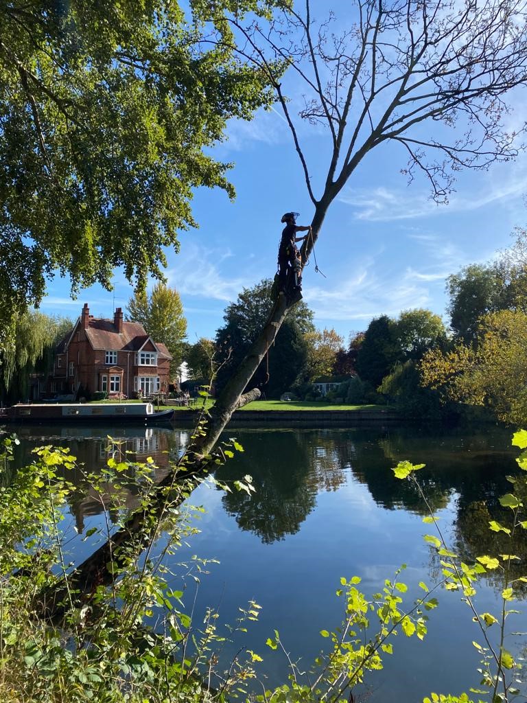 Tree surgeons Wokingham 2
