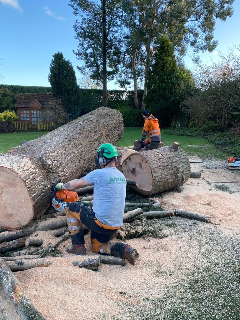 Tree surgeons Bracknell 2